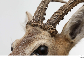 European roe deer antler head 0014.jpg